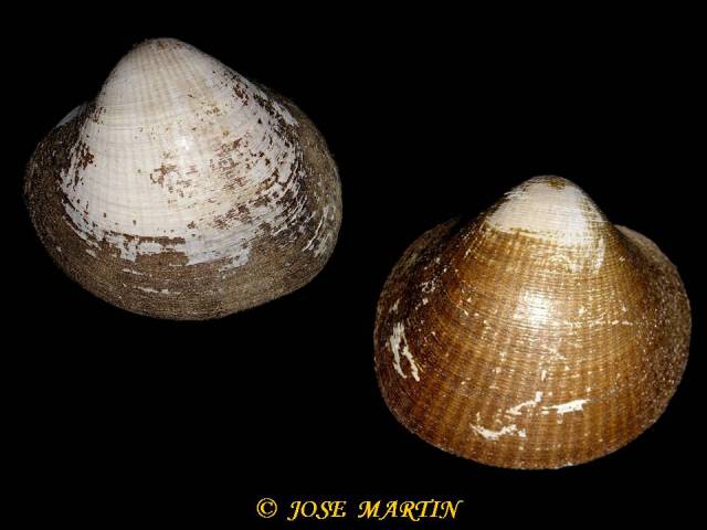 Glycimeris insubrica y bimaculata